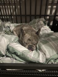 Lost Male Dog last seen Camp and Ormsby, Louisville, KY 40203