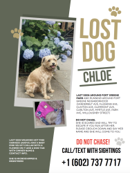 Lost Female Dog last seen Last seen at Fort Greene Park and running through Fort Greene / Clinton Hill neighborhood, Brooklyn, NY 11205