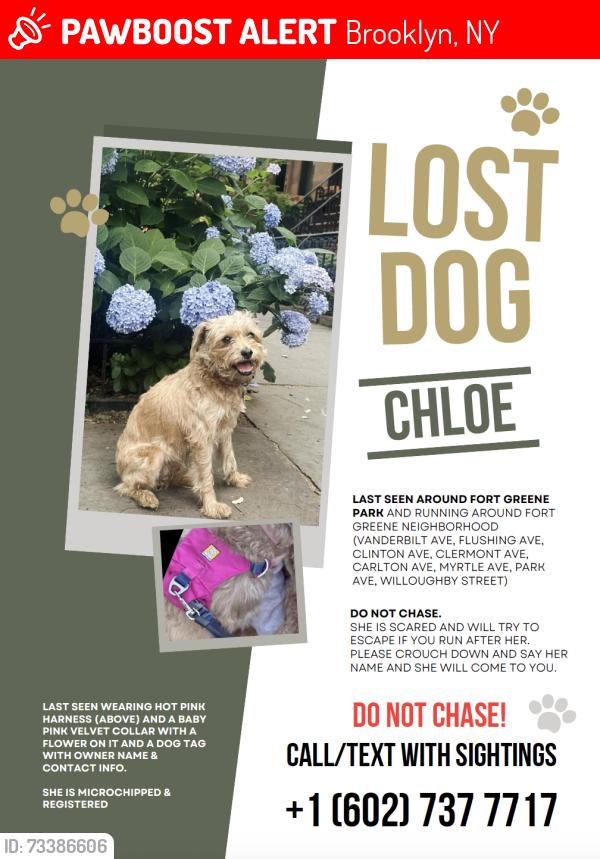 Lost Female Dog last seen Last seen at Fort Greene Park and running through Fort Greene / Clinton Hill neighborhood, Brooklyn, NY 11205