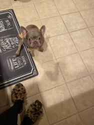 Lost Female Dog last seen East shaffer, Center Township, PA 15001