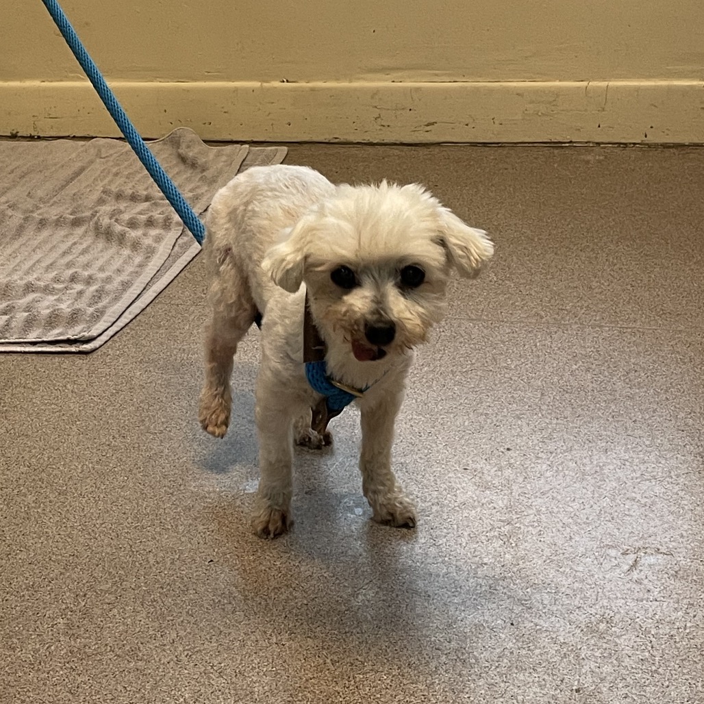 Shelter Stray Male Dog last seen , 361 S Raymond Ave, Pasadena, CA 91105, USA
