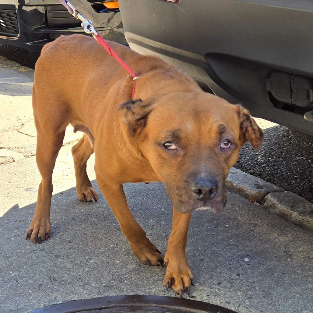 Shelter Stray Female Dog last seen , 124 Evergreen Ave, Newark, NJ 07114, USA
