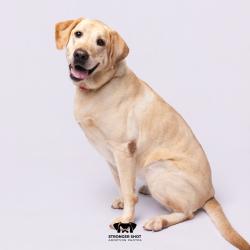 Shelter Stray Female Dog last seen , 3607 N Armenia Ave, Tampa, FL 33607, USA