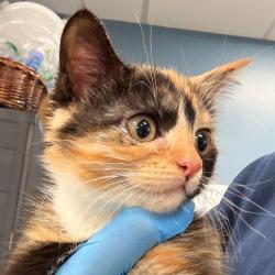 Shelter Stray Female Cat last seen , 124 Evergreen Ave, Newark, NJ 07114, USA