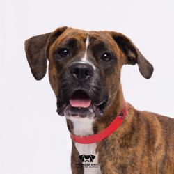 Shelter Stray Female Dog last seen , 3607 N Armenia Ave, Tampa, FL 33607, USA