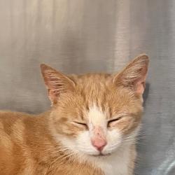Shelter Stray Female Cat last seen , 1244 N Delsea Dr, Vineland, NJ 08360, USA