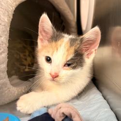 Shelter Stray Female Cat last seen , 1244 N Delsea Dr, Vineland, NJ 08360, USA