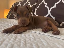 Lost Male Dog last seen Near greenwood st, Titusville, FL 32780