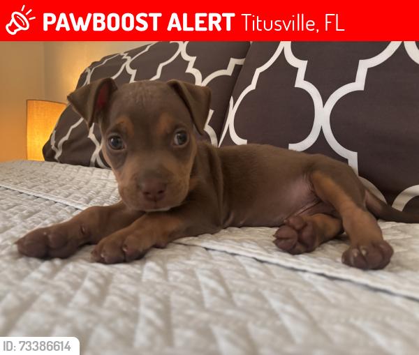 Lost Male Dog last seen Near greenwood st, Titusville, FL 32780