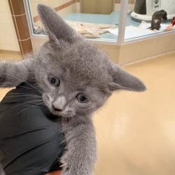 Shelter Stray Female Cat last seen , 5570 Sturmer Park Cir, Winston-Salem, NC 27105, USA