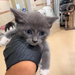 Shelter Stray Female Cat last seen , 5570 Sturmer Park Cir, Winston-Salem, NC 27105, USA