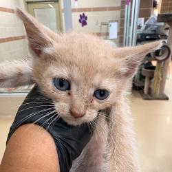 Shelter Stray Male Cat last seen , 5570 Sturmer Park Cir, Winston-Salem, NC 27105, USA