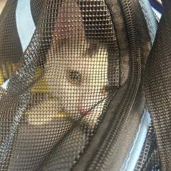 Shelter Stray Male Cat last seen , Animal Care & Control Team of Philly, 111 W Hunting Park Ave, Philadelphia, PA 19140, USA