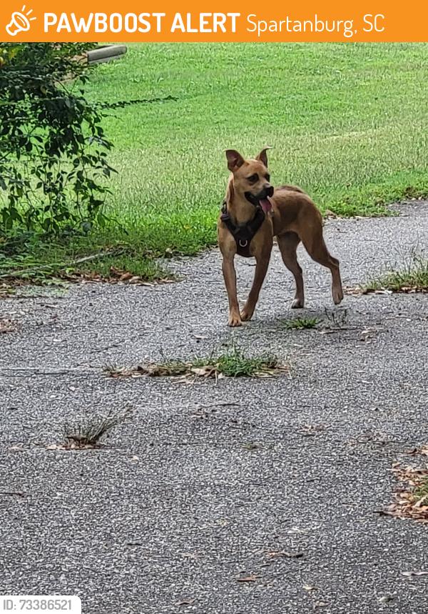 Found/Stray Female Dog last seen Whelchel's Furniture Store, Spartanburg, SC 29303