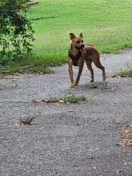 Found/Stray Female Dog last seen Whelchel's Furniture Store, Spartanburg, SC 29303