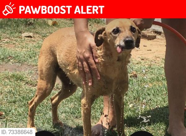Lost Female Dog last seen Rua martins pena 105, Jardim Santa Genebra, SP 13080-370
