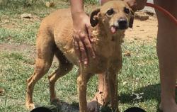 Lost Female Dog last seen Rua martins pena 105, Jardim Santa Genebra, SP 13080-370