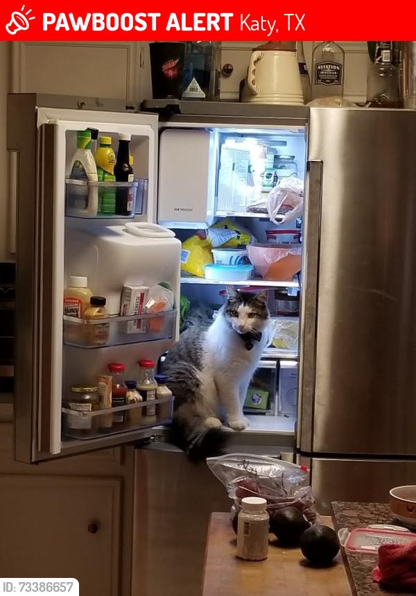 Lost Male Cat last seen Laverton and Rennie, Katy, TX 77450