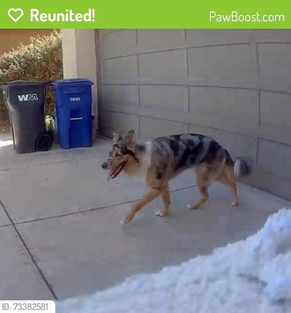 Reunited Unknown Dog last seen Breaker, Hayward, CA 94545