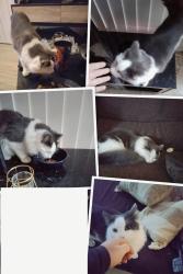 Lost Male Cat last seen Near George street, Waterloo, Waterloo, NSW 2017