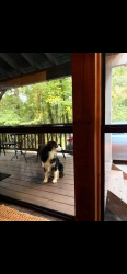Found/Stray Unknown Dog last seen Cherry Cabins, Blue Ridge, GA 30513