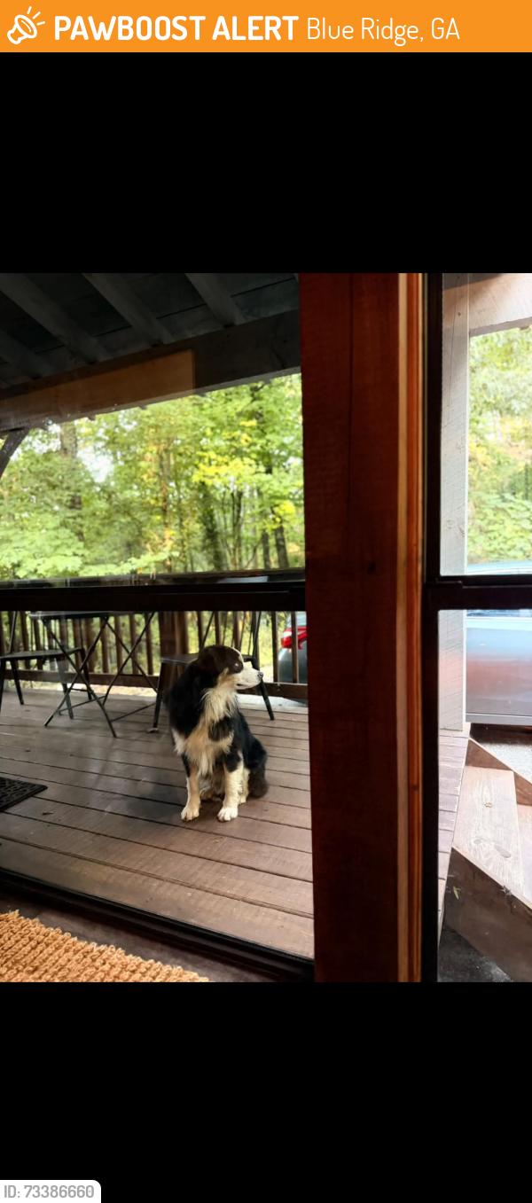Found/Stray Unknown Dog last seen Cherry Cabins, Blue Ridge, GA 30513