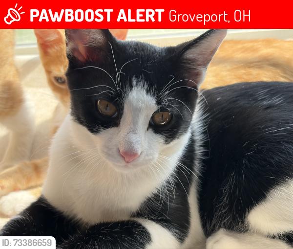 Lost Male Cat last seen Groveport rd/ knight street, Groveport, OH 43125