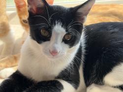 Lost Male Cat last seen Groveport rd/ knight street, Groveport, OH 43125