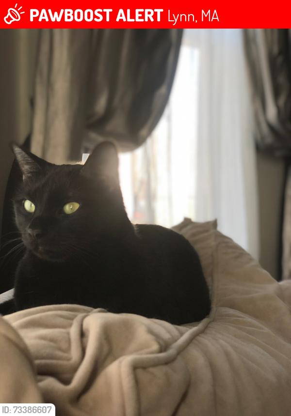 Lost Female Cat last seen Marianna st, Collins st, Lynn, MA 01902