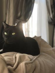 Lost Female Cat last seen Marianna st, Collins st, Lynn, MA 01902