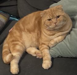 Reunited Male Cat last seen S 9th and Orchard, Tacoma, WA 98465