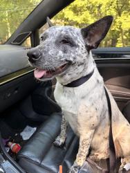 Found/Stray Female Dog last seen St Mathews, Salisbury, NC 28146