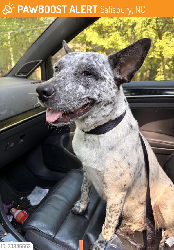 Found/Stray Female Dog last seen St Mathews, Salisbury, NC 28146