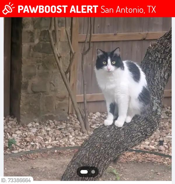 Lost Female Cat last seen Volunteer Parkway and Dezavala community, San Antonio, TX 78253
