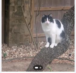 Lost Female Cat last seen Volunteer Parkway and Dezavala community, San Antonio, TX 78253