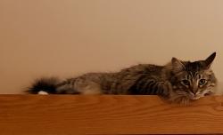 Lost Male Cat last seen Dixon and Old Sugar Rd, Durham, NC 27707