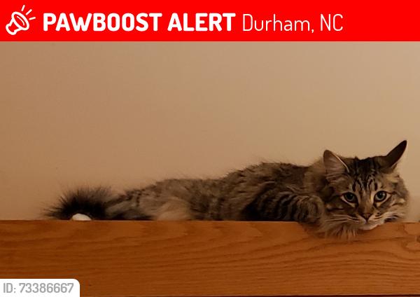 Lost Male Cat last seen Dixon and Old Sugar Rd, Durham, NC 27707