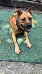 Lost Male Dog last seen gaston, Gaston, SC 29053