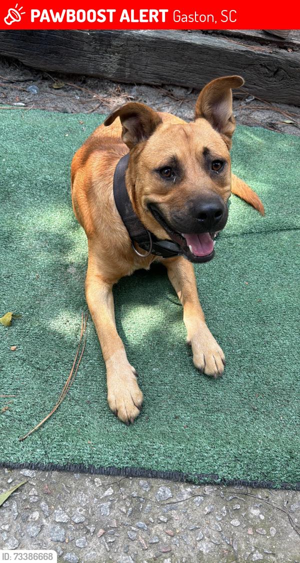 Lost Male Dog last seen gaston, Gaston, SC 29053