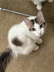Lost Female Cat last seen N 55th Ave and W Happy Valley Rd, Phoenix, AZ 85083