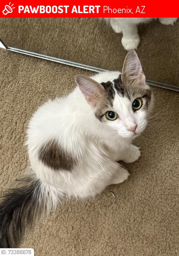 Lost Female Cat last seen N 55th Ave and W Happy Valley Rd, Phoenix, AZ 85083