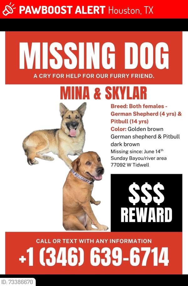 Lost Female Dog last seen W Tidwell along the bayou, Houston, TX 77092