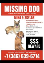 Lost Female Dog last seen W Tidwell along the bayou, Houston, TX 77092