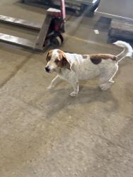 Found/Stray Male Dog last seen Main st laundromat, Akron, OH 44301