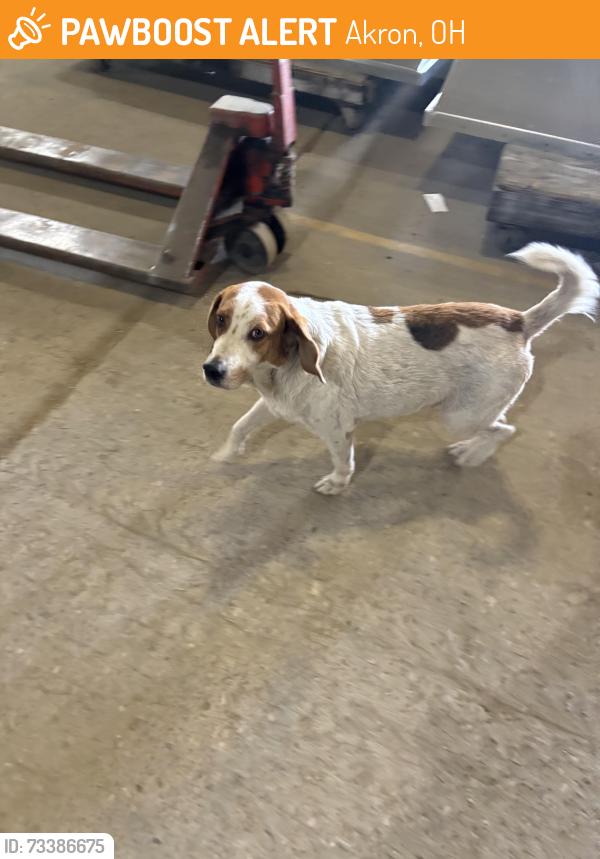 Found/Stray Male Dog last seen Main st laundromat, Akron, OH 44301