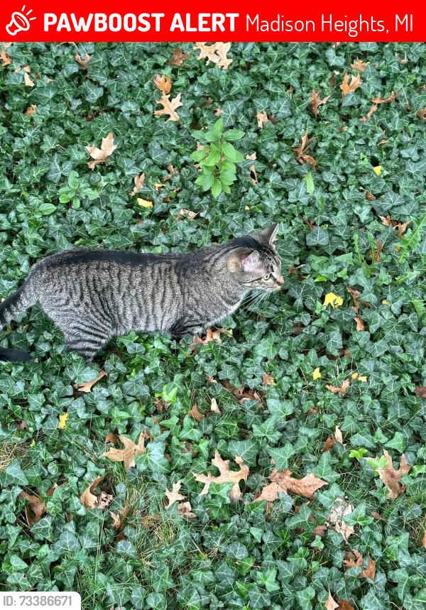 Lost Female Cat last seen Alden and Grieg near Madison oaks trailer park, Madison Heights, MI 48071