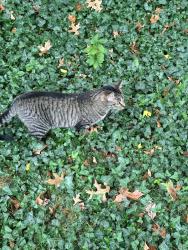 Lost Female Cat last seen Alden and Grieg near Madison oaks trailer park, Madison Heights, MI 48071