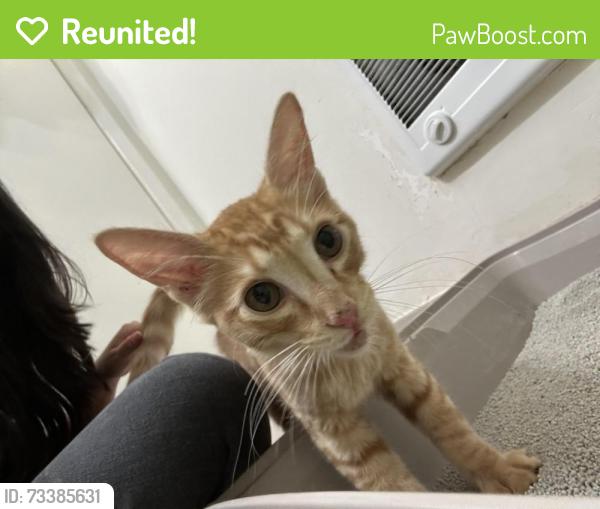 Reunited Male Cat last seen Sherman Way and Vanalden, Los Angeles, CA 91335