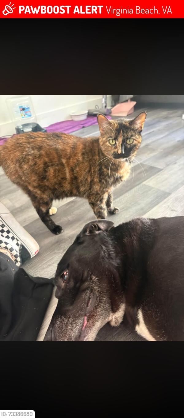 Lost Female Cat last seen General Booth and S.Birdneck, Virginia Beach, VA 23451