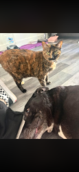 Lost Female Cat last seen General Booth and S.Birdneck, Virginia Beach, VA 23451